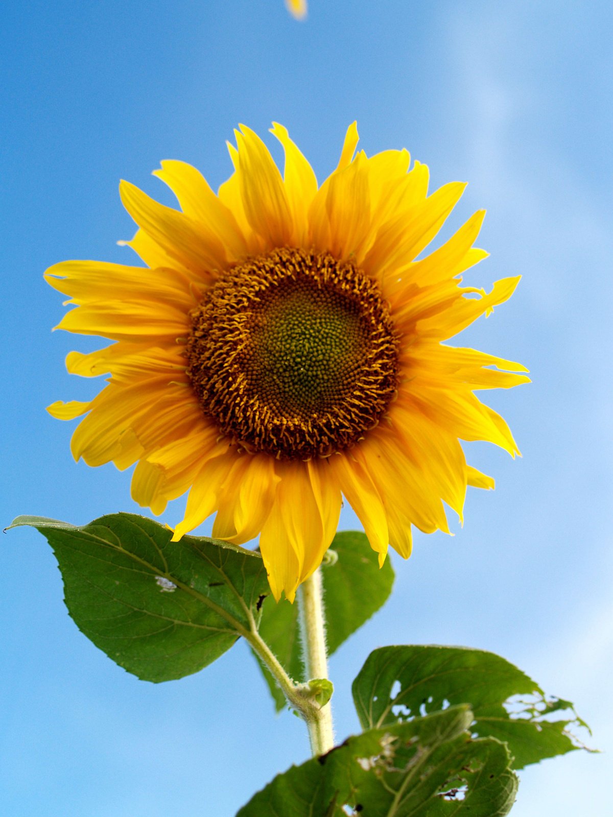 Sunflower Field